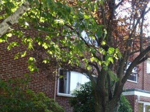40-46 Park Street Studio-2 Beds Apartment for Rent