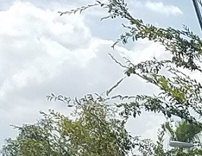 rent cheap apartments in mesa az from 643 rentcafé