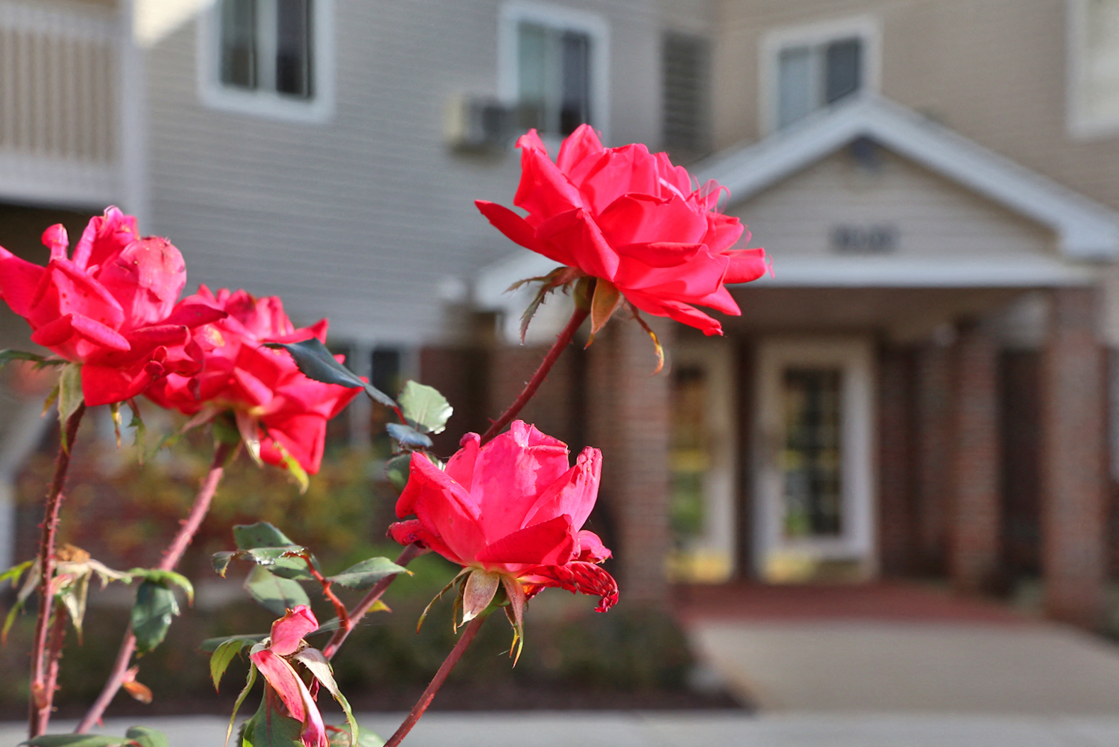 three red roses in front of a house