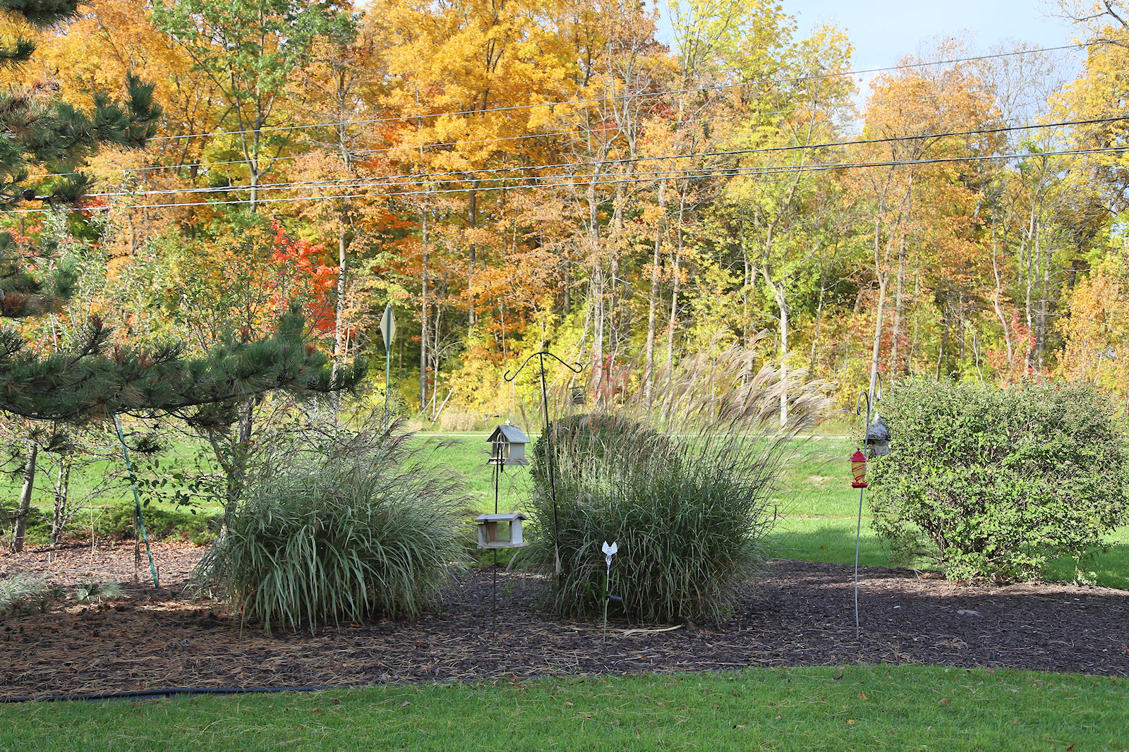 a garden with trees in the background and a bird feeder