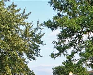 Pet friendly outdoor spaces Beautiful Courtyards! Private entrance for Townhomes!