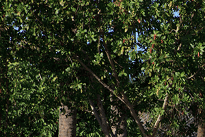 Emerald Lake apartments entrance in Palm Springs, Florida