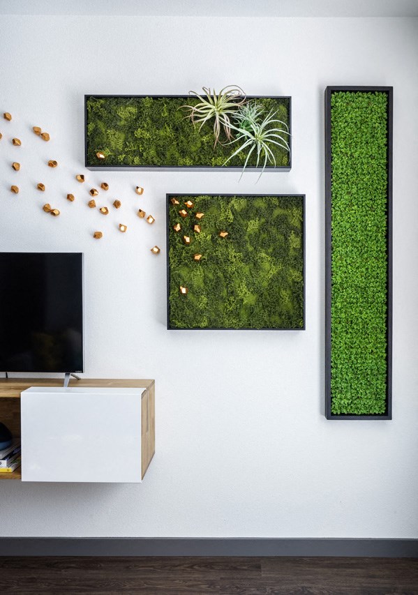 a wall with three frames of moss and a television on it