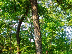 Dog_Park_Wilde_Lake Apartments