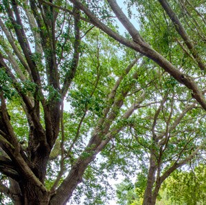 Grand Oaks Apartment Homes, 10103 Sherwood Ln, Riverview, FL - RENTCafé