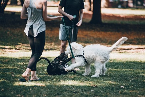 a man and a woman with a dog on a leash