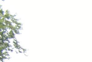 Green Shrubbery Surrounding 8920 Wentworth Apartments - Photo Gallery 5