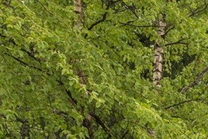 Silver Lake Apartments In New Brighton Mn