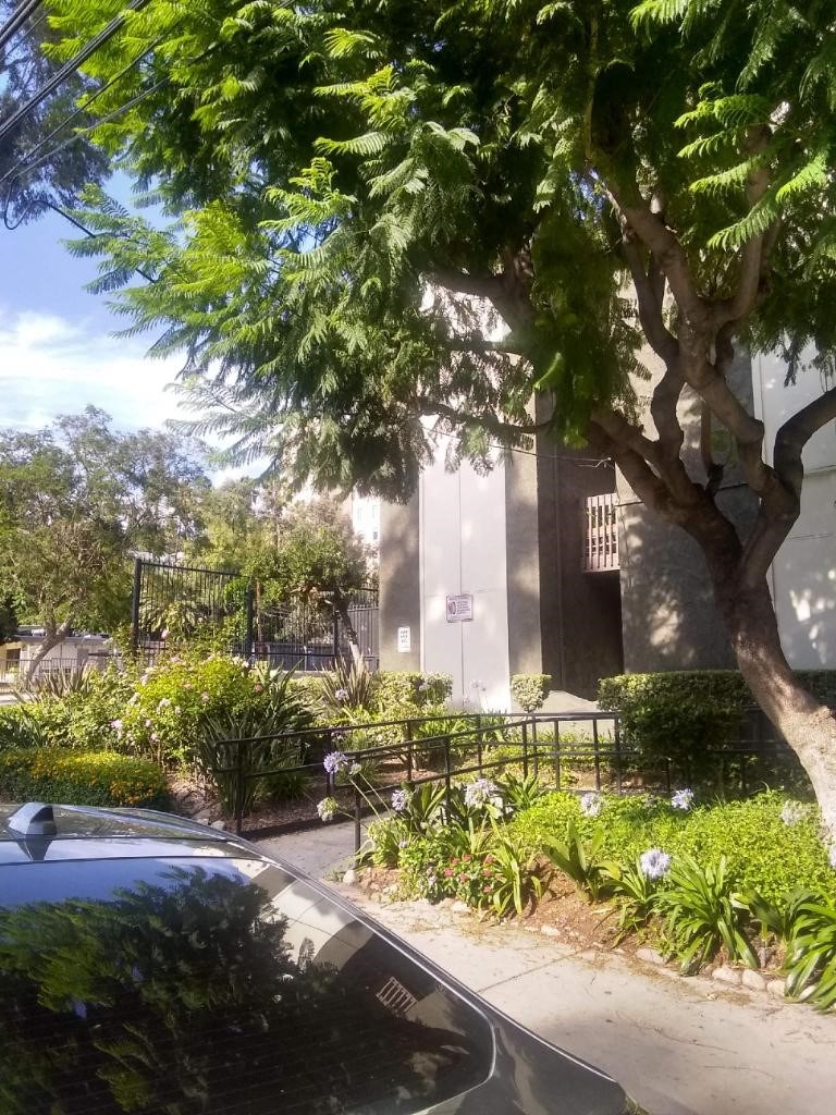 a garden in front of a building with a tree