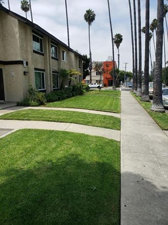 a sidewalk with grass and palm trees