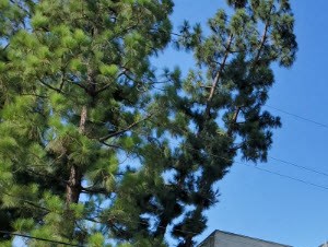 18450 Igomar St 1 Bed Apartment, Affordable for Rent - Photo Gallery 5