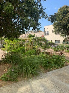 a garden on the side of a sidewalk
