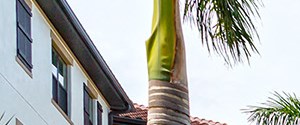 Orchid Run Luxury Apartments In Naples Fl