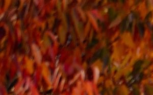 Creekview Crossing Apartments In Sherwood Or