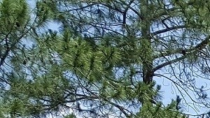 Apartments in Jackson  MS  Woodridge Apartments For Rent Apartments in Jackson  MS  Woodridge Apartments For Rent