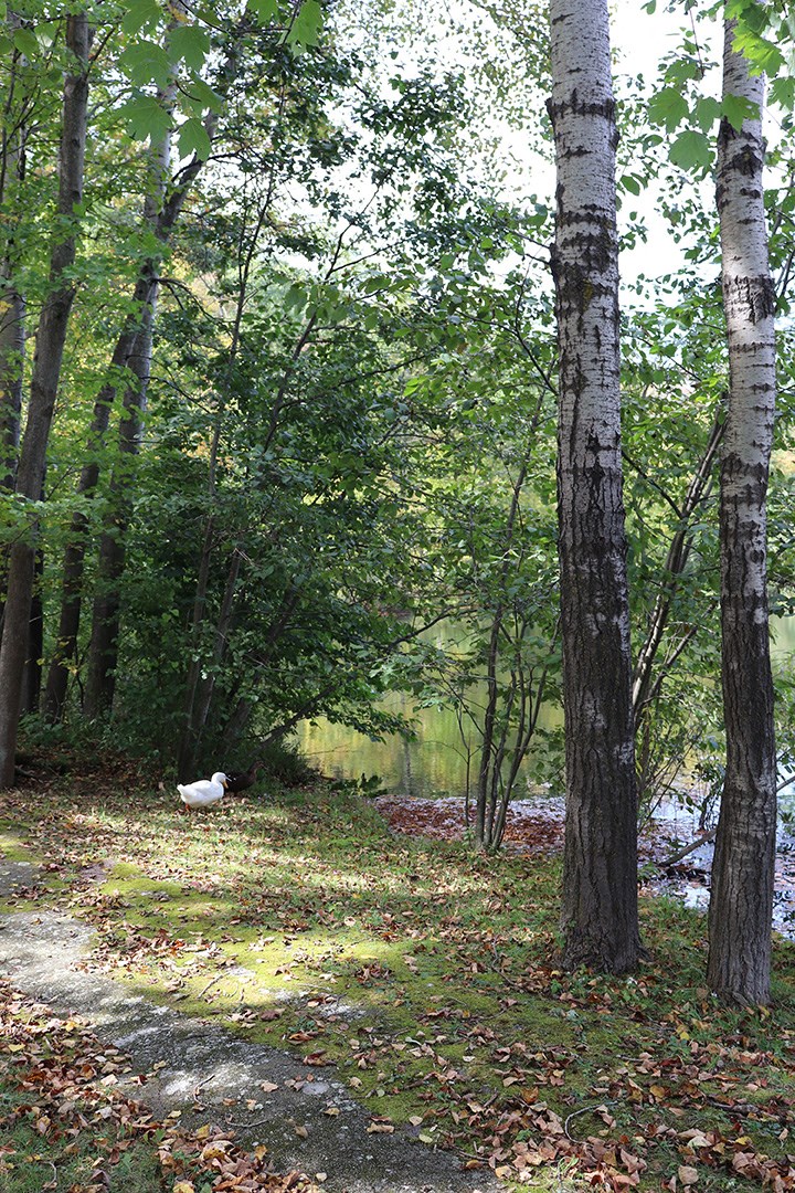 a duck in the woods near a river