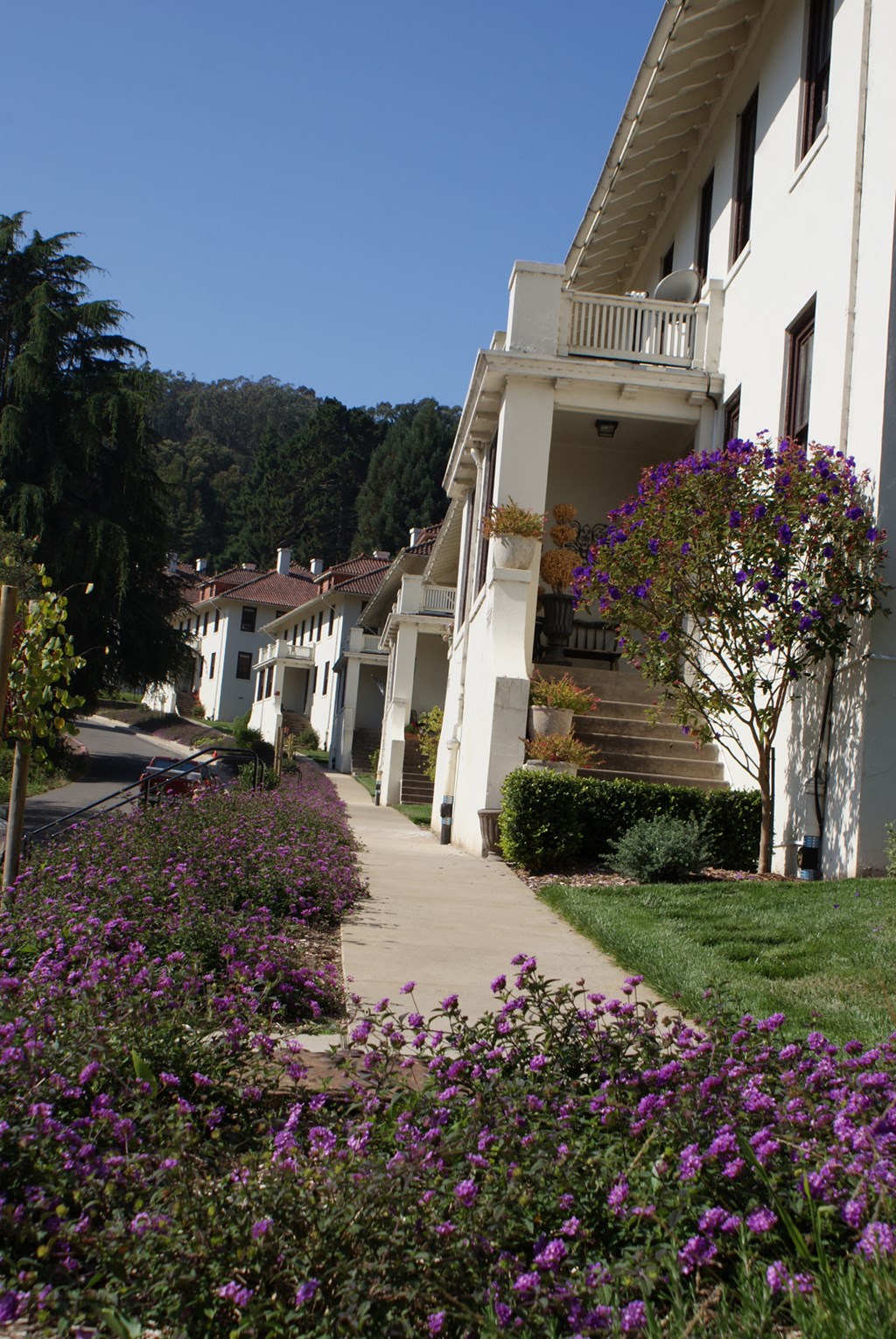 a row of houses on a street with purple flowers