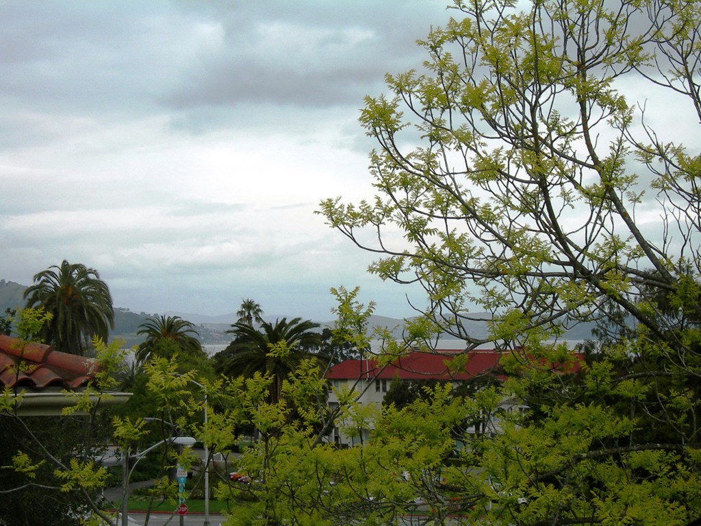 a view of the city and the mountains from a tree