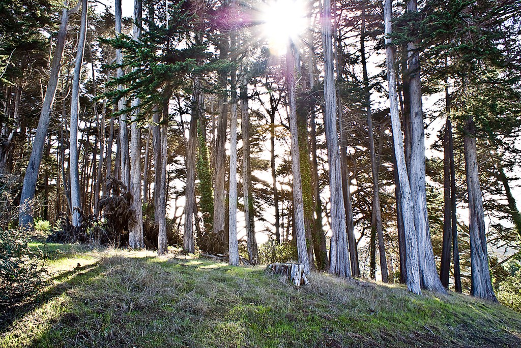the sun shining through the trees in a forest