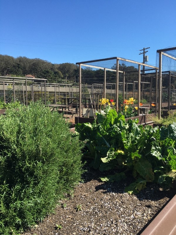a garden with herbs and flowers in a garden