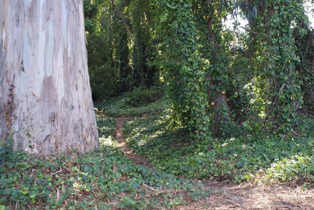 a path through the trees in a forest