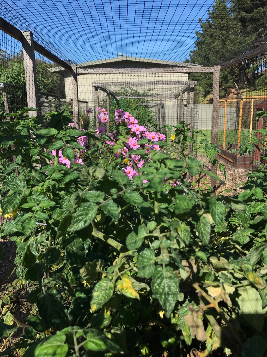 a garden with pink flowers in front of a fence