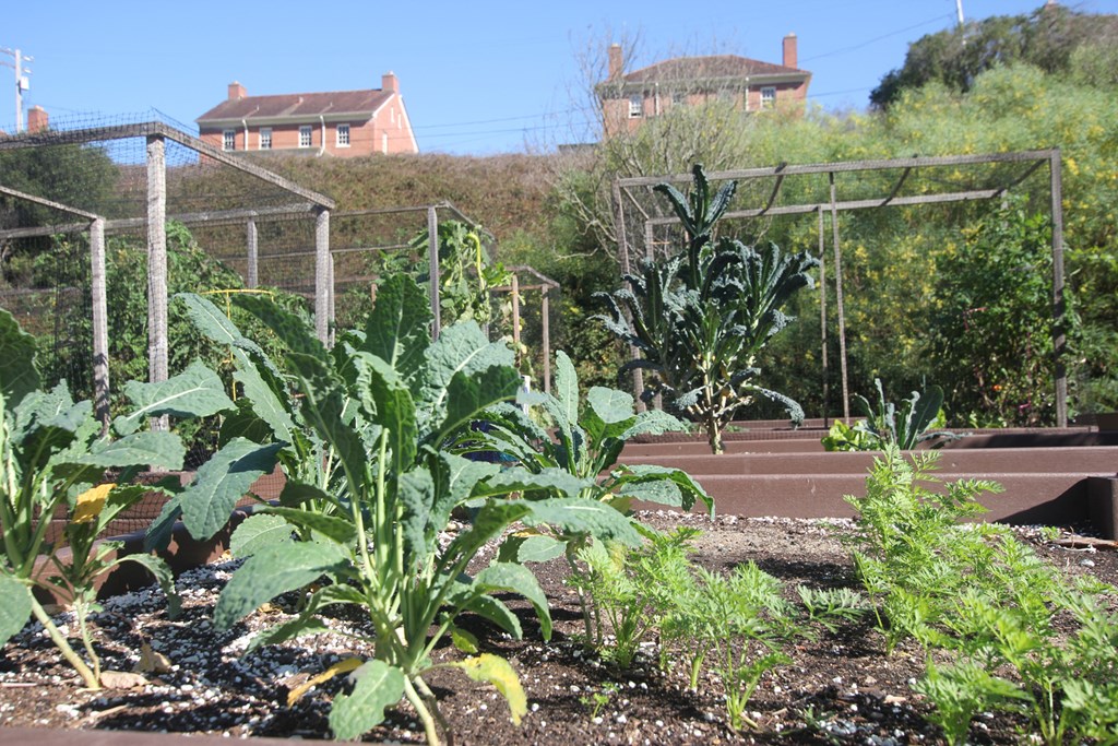 a vegetable garden in a park with houses in the background