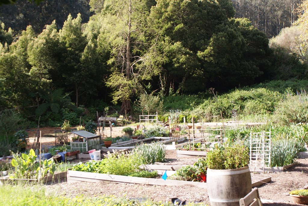 a view of our garden with trees in the background