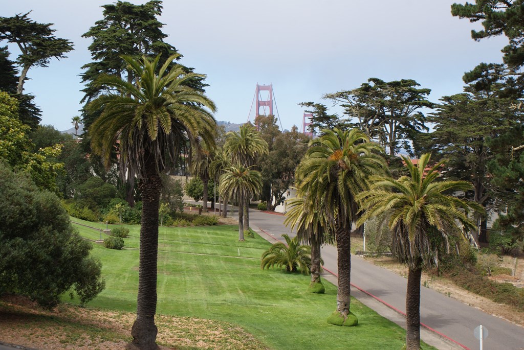 a park with palm trees and the golden gate bridge in the background