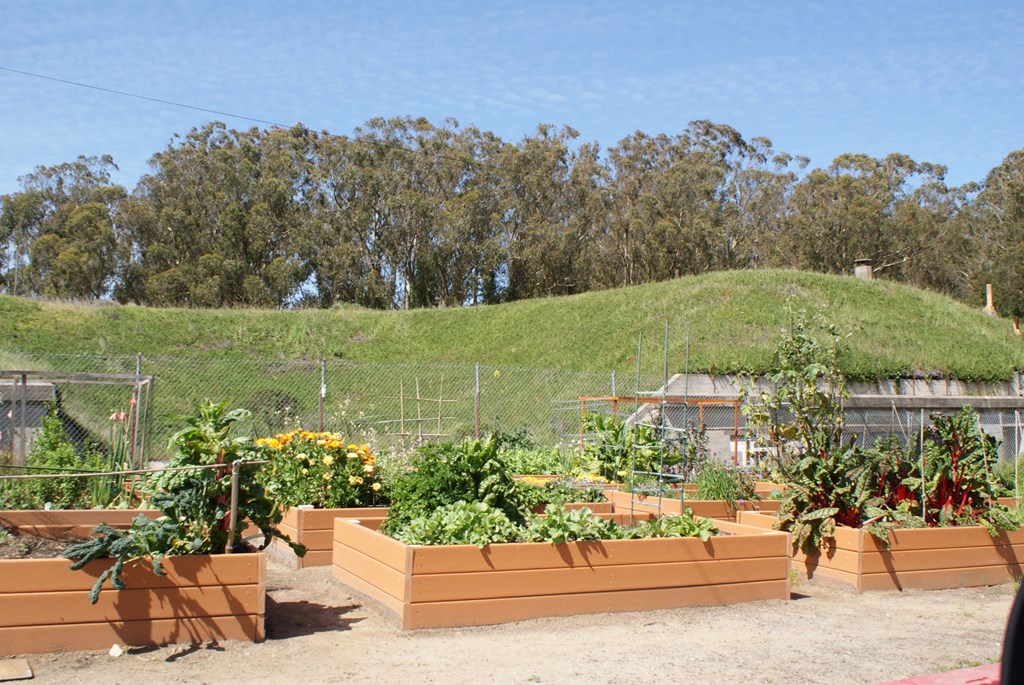 a vegetable garden with a grassy hill in the background