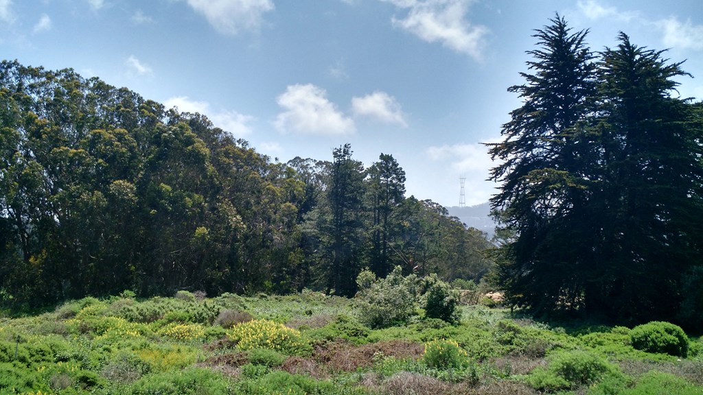 a view of a forest with trees and a mountain in the background