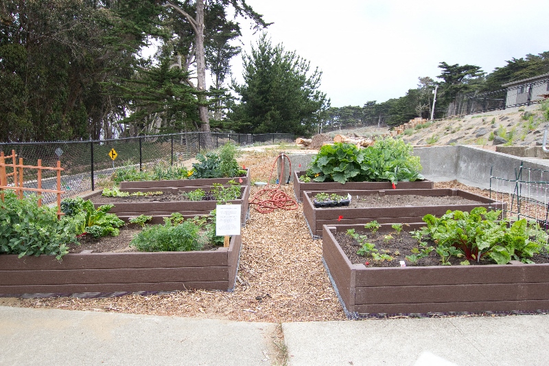 a garden with lots of plants in wooden boxes