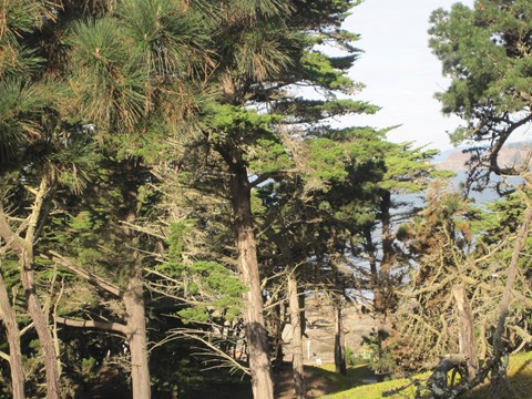a group of pine trees in a forest