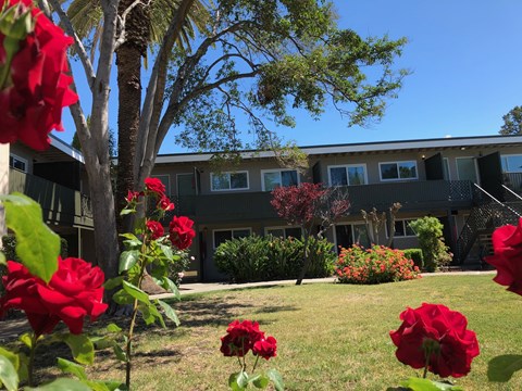 Midtown Apartments 2727 Midtown Court Palo Alto, CA 94303