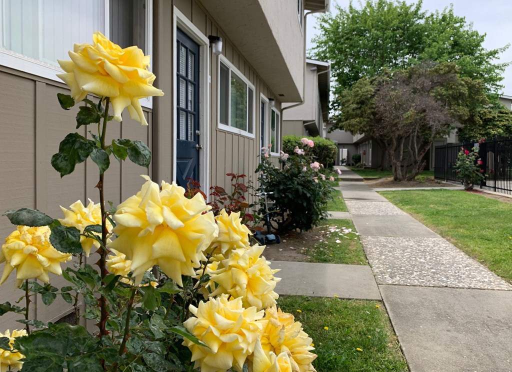 a sidewalk in front of a building with yellow flowers