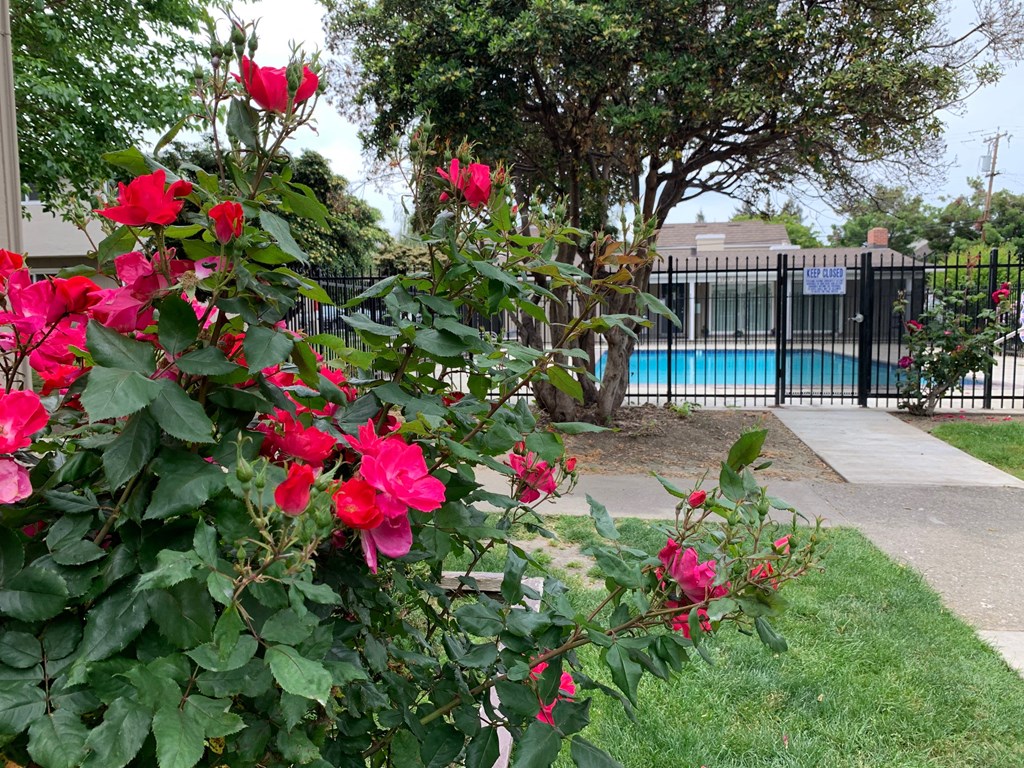 a flower bush with red roses in front of a pool
