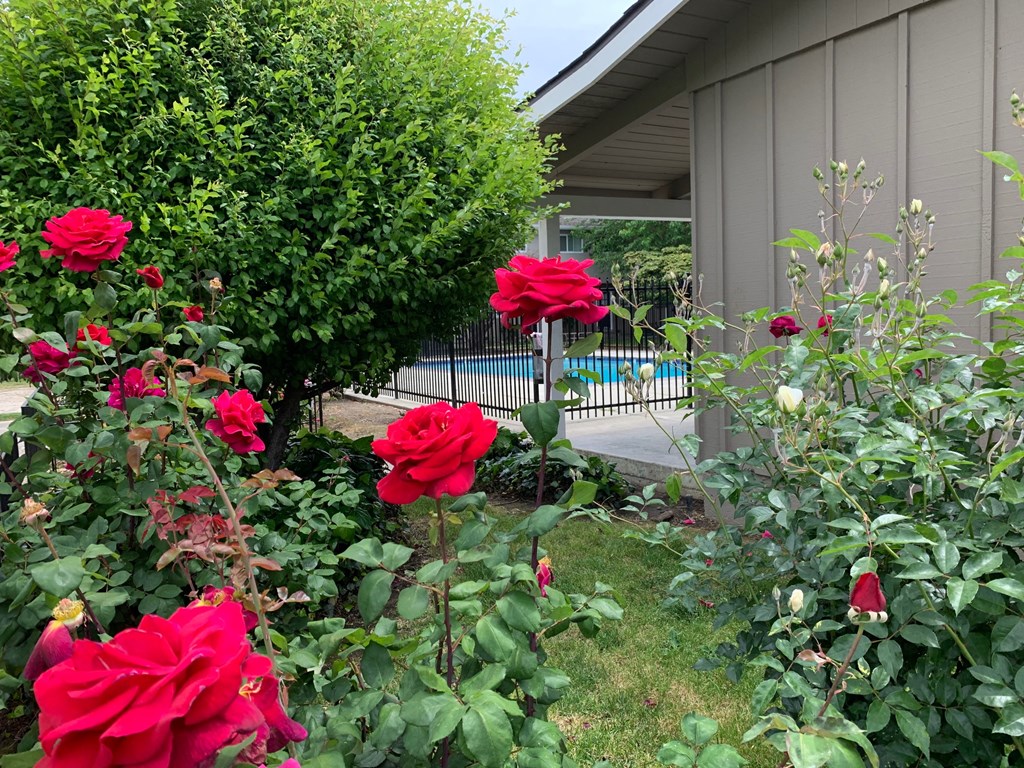 a garden with red roses in front of a house