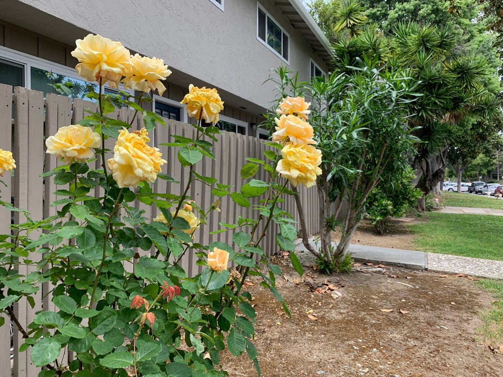 the yellow roses are in front of a fence