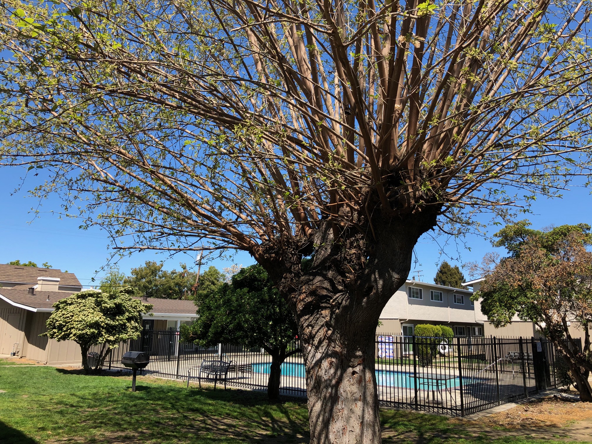 a tree in front of a house with a swimming pool