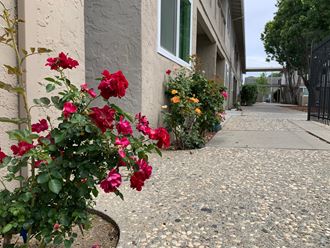 a sidewalk in front of a building with red and yellow flowers