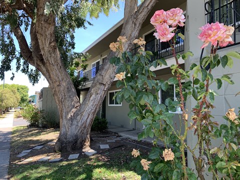 a tree in front of a house with pink flowers