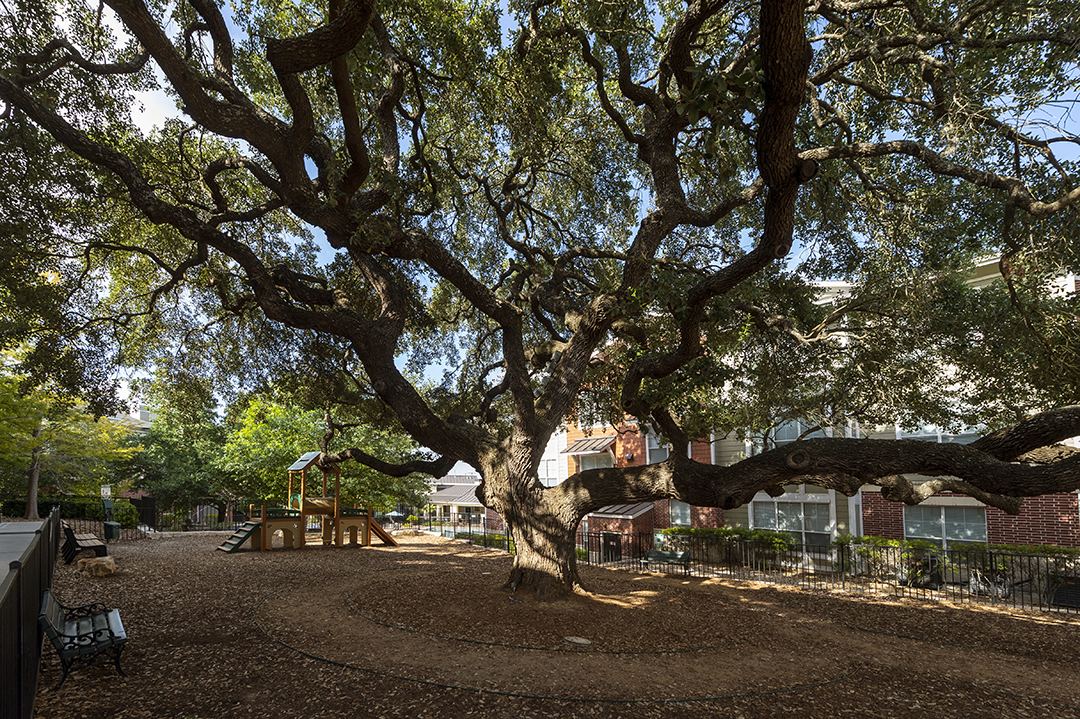 a large tree in a park next to a building
