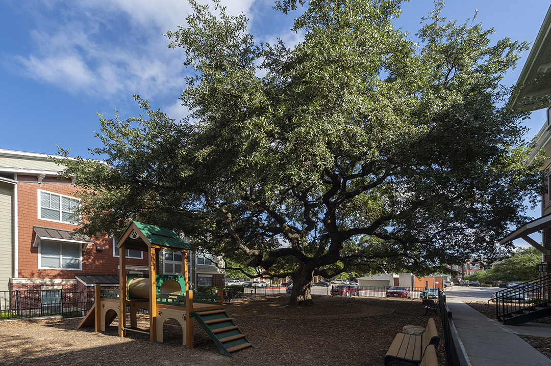 a large tree with a playground in front of a building