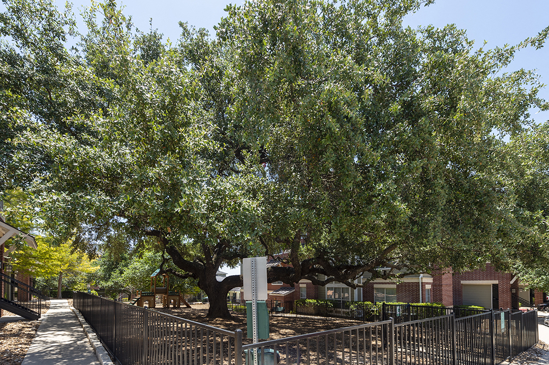 a city street with trees and a fence