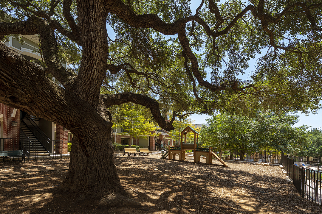 a park with a large tree and a picnic table