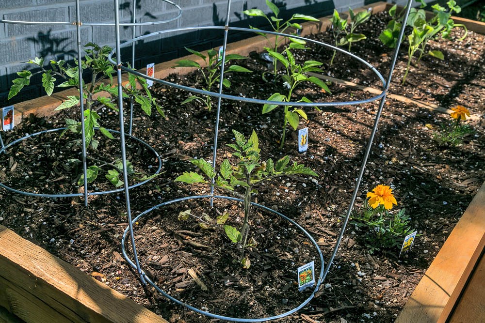 a garden with plants inside of a wire cage