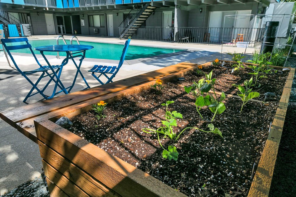 a garden next to a swimming pool with chairs and a table