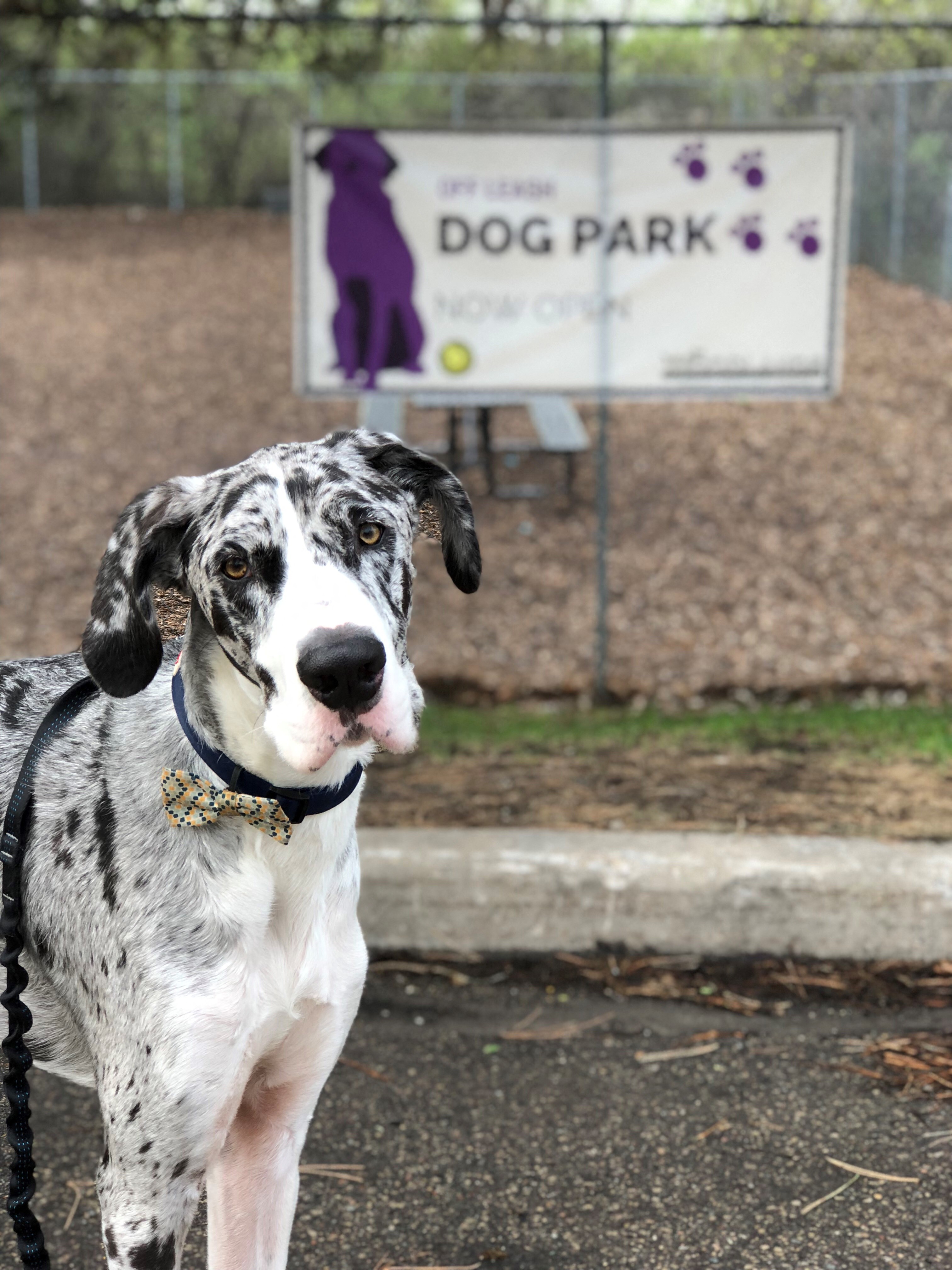 Dog Park