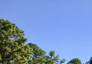 Apartments In Memphis Tn Pine Forest Apartments Community Thumbnail 1