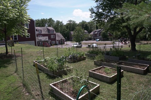 a garden in a yard with houses in the background
